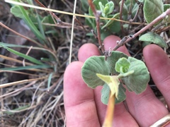 Mandevilla macrosiphon
