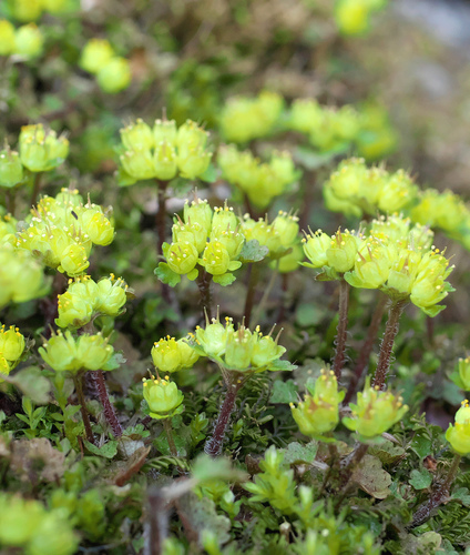 Chrysosplenium pseudopilosum