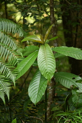 Saurauia tristyla