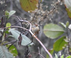 Schoeniparus castaneceps