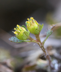 Chrysosplenium pseudopilosum