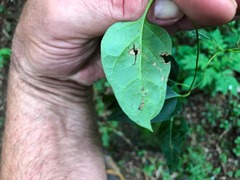 Parsonsia leichhardtii