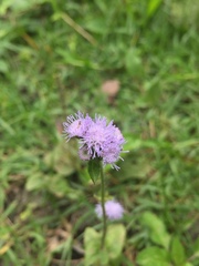 Ageratum houstonianum