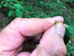 Parsonsia leichhardtii