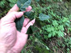 Parsonsia leichhardtii