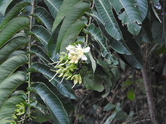 Duabanga grandiflora