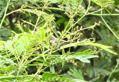 Staphida castaniceps