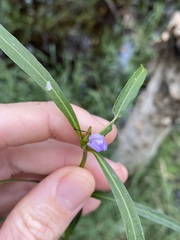Hygrophila angustifolia
