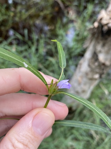 Image of Hygrophila angustifolia by (c) Greg Tasney, some rights reserved (CC BY-SA)