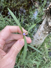 Hygrophila angustifolia