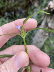 Hygrophila angustifolia
