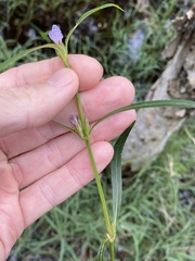 Hygrophila angustifolia