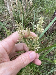 Cyperus pilosus