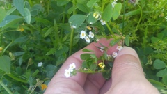 Plagiobothrys stipitatus micranthus