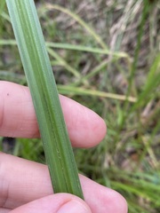 Cyperus pilosus