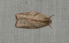 Euchaetis inceptella