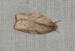 Euchaetis inceptella