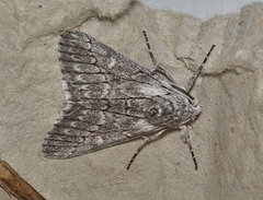 Cerura melanoglypta