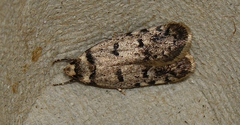 Scatochresis episema