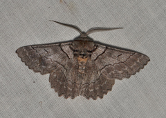 Hypobapta percomptaria