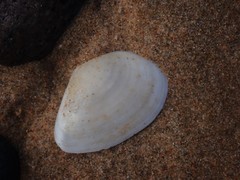 Macomona deltoidalis