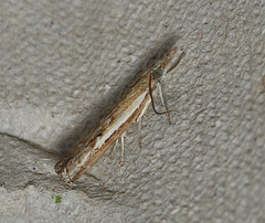 Ptochostola microphaeellus