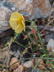 Fumana arabica
