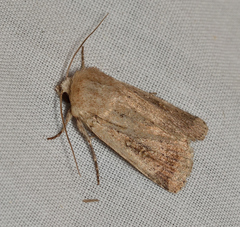 Proteuxoa senta