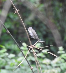 Staphida castaniceps