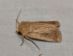 Proteuxoa senta