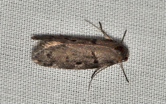 Palimmeces hemiphanes