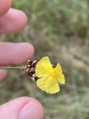 Hawai'i yelloweyed grass (Xyris complanata)