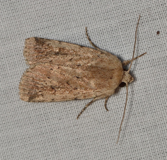 Proteuxoa senta