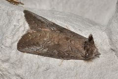 Hobartina amblyiodes