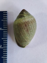 Cassidula angulifera