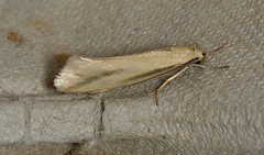 Corynotricha antipodella