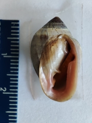 Cassidula angulifera