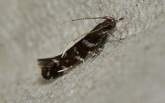 Stagmatophora argyrostrepta