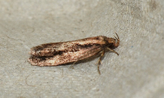 Eulechria xeropterella