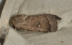 Proteuxoa leptochroa