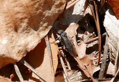 Sciapteryx consobrina