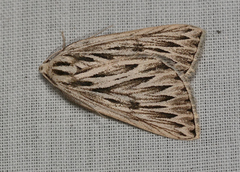 Amelora acontistica