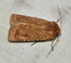 Proteuxoa senta