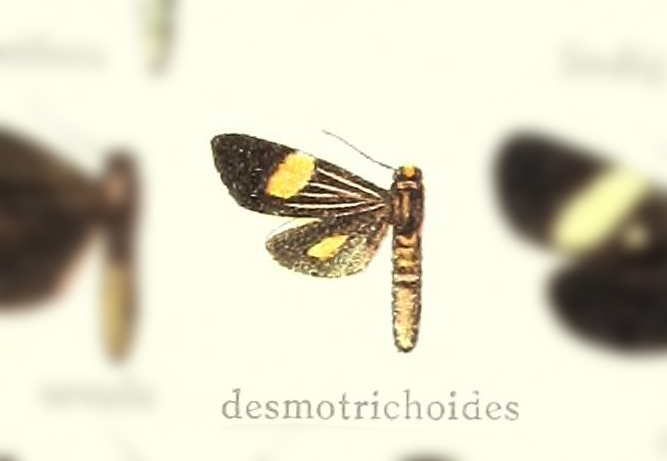 Erbessa desmotrichoides