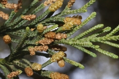 Juniperus bermudiana