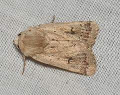Proteuxoa senta