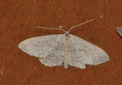 Scopula megalocentra