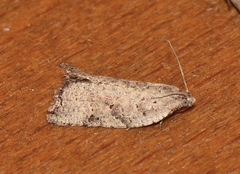 Meritastis laganodes