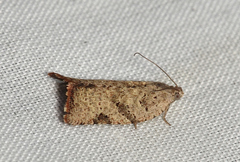Meritastis laganodes