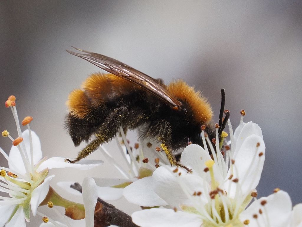 Tawny mining bee (Andrena fulva)